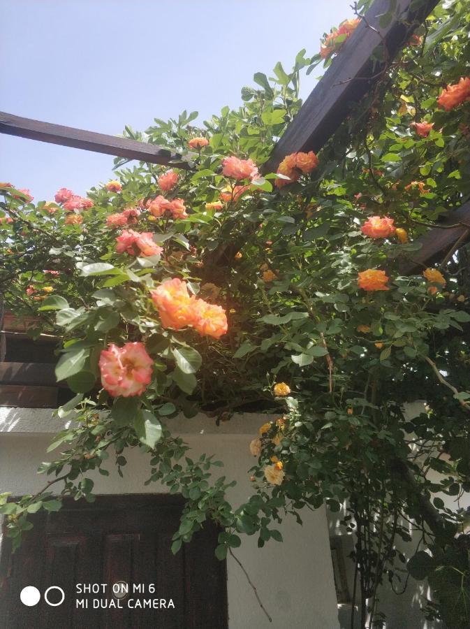ホテル Papanovata House Enina エクステリア 写真